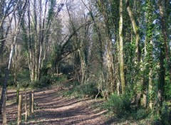 Fonds d'cran Nature Sous-bois St Hilaire de Villefranche 17770