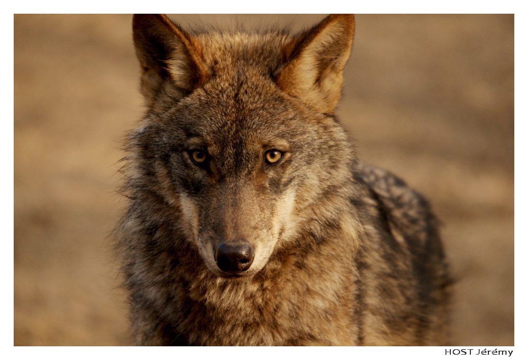 Fonds d'cran Animaux Loups Wolf .2