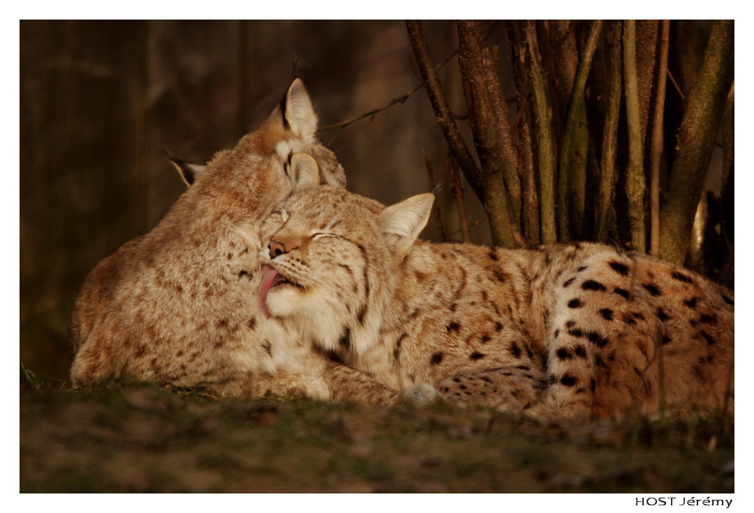 Fonds d'cran Animaux Flins - Lynxs Lynx .1