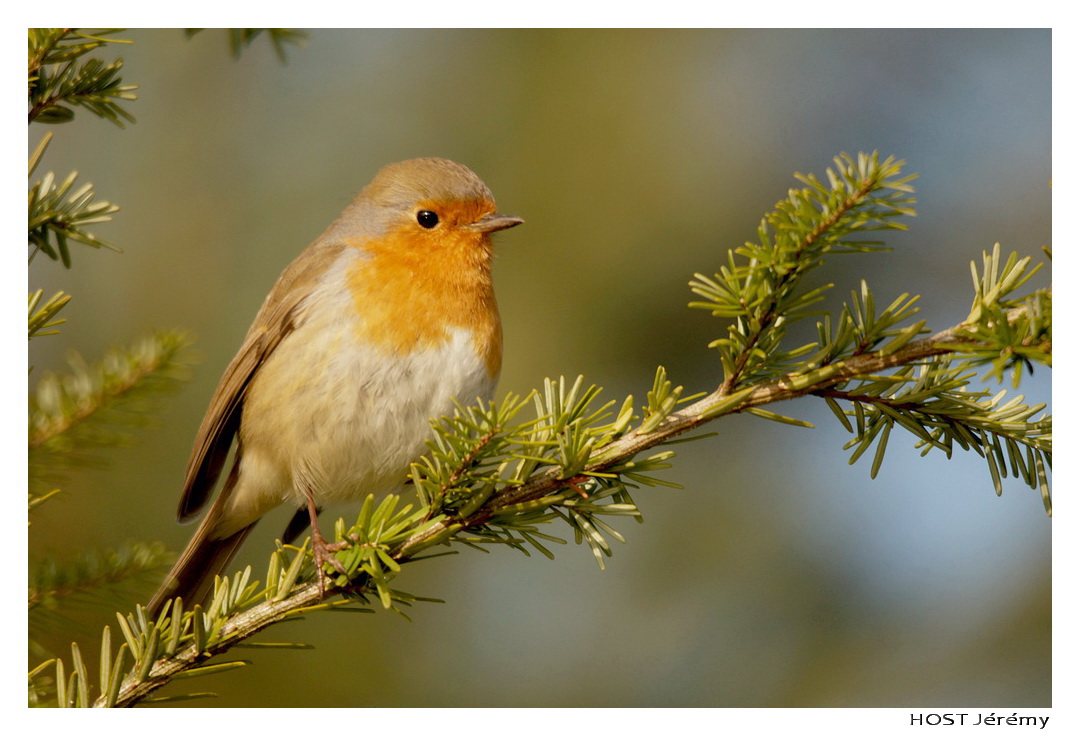 Fonds d'cran Animaux Oiseaux - Rougegorges Rouge-George .3