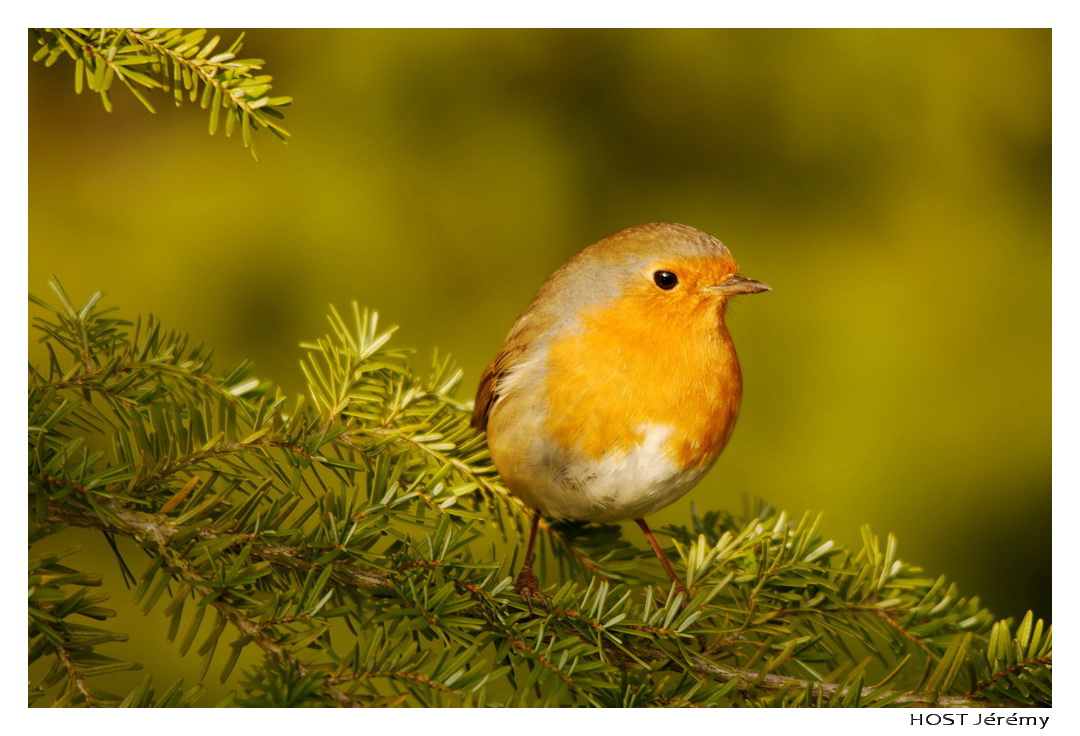 Fonds d'cran Animaux Oiseaux - Rougegorges Rouge-George .4