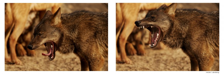 Wallpapers Animals Wolves Wolf