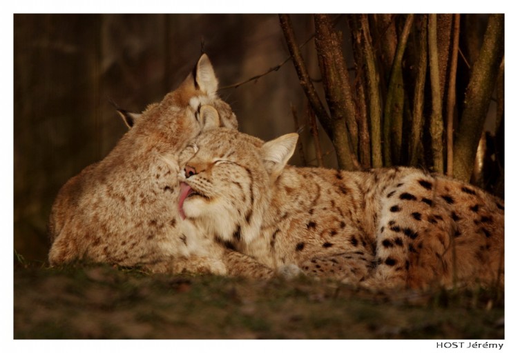 Fonds d'cran Animaux Flins - Lynxs Lynx .1