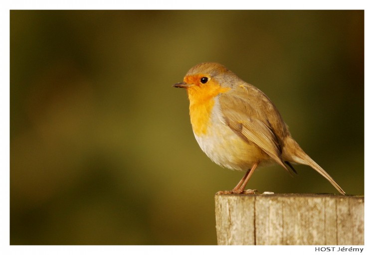 Fonds d'cran Animaux Oiseaux - Rougegorges Rouge-George .1