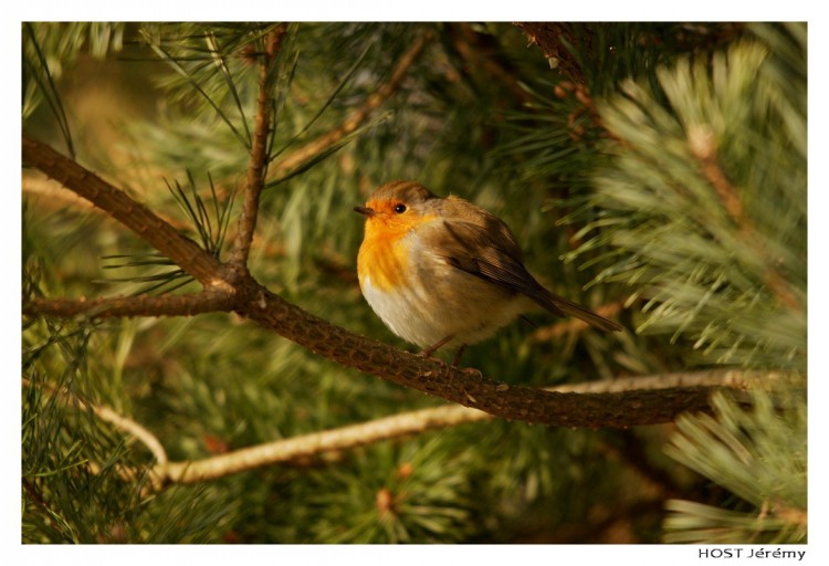 Fonds d'cran Animaux Oiseaux - Rougegorges Rouge-George .2