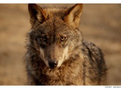 Wallpapers Animals Wolf .2