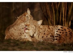 Wallpapers Animals Lynx .1