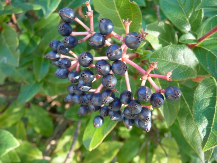 Fonds d'cran Nature Fruits Pour faire une bonne tarte