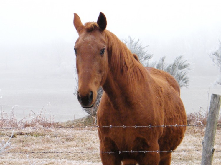 Fonds d'cran Animaux Chevaux Wallpaper N275060