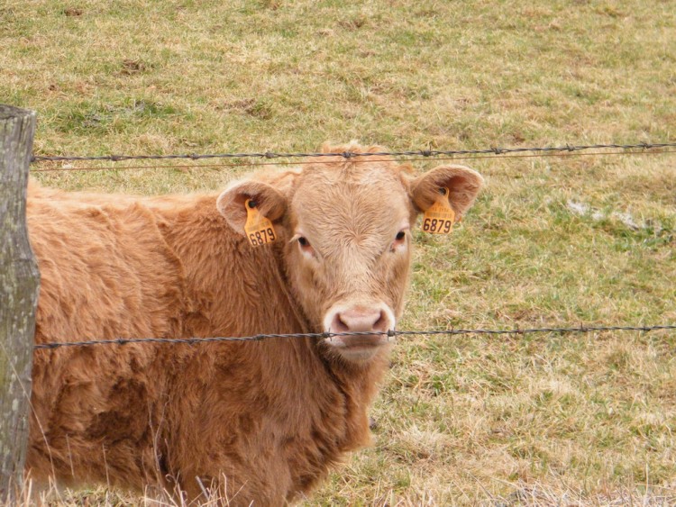 Fonds d'cran Animaux Vaches - Taureaux - Boeufs Wallpaper N275056