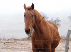 Fonds d'cran Animaux Image sans titre N275060