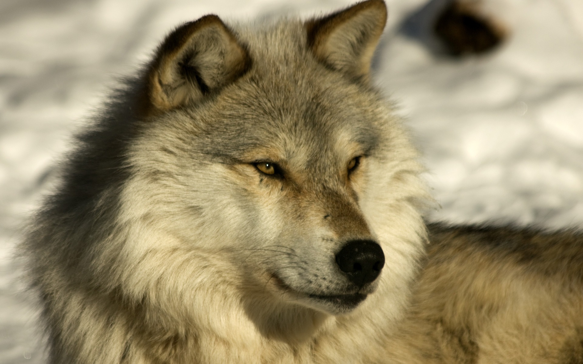 Wallpapers Animals Wolves Loups