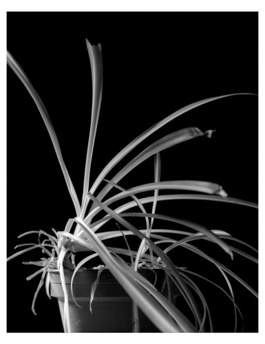 Fonds d'cran Nature Plantes - Arbustes Plante en Noir et Blanc