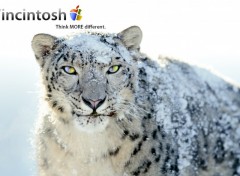 Fonds d'cran Informatique Wincintosh Leopard