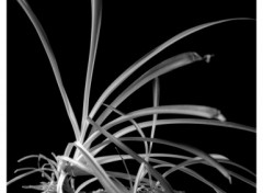 Wallpapers Nature Plante en Noir et Blanc