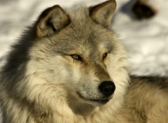 Fonds d'cran Animaux Loups