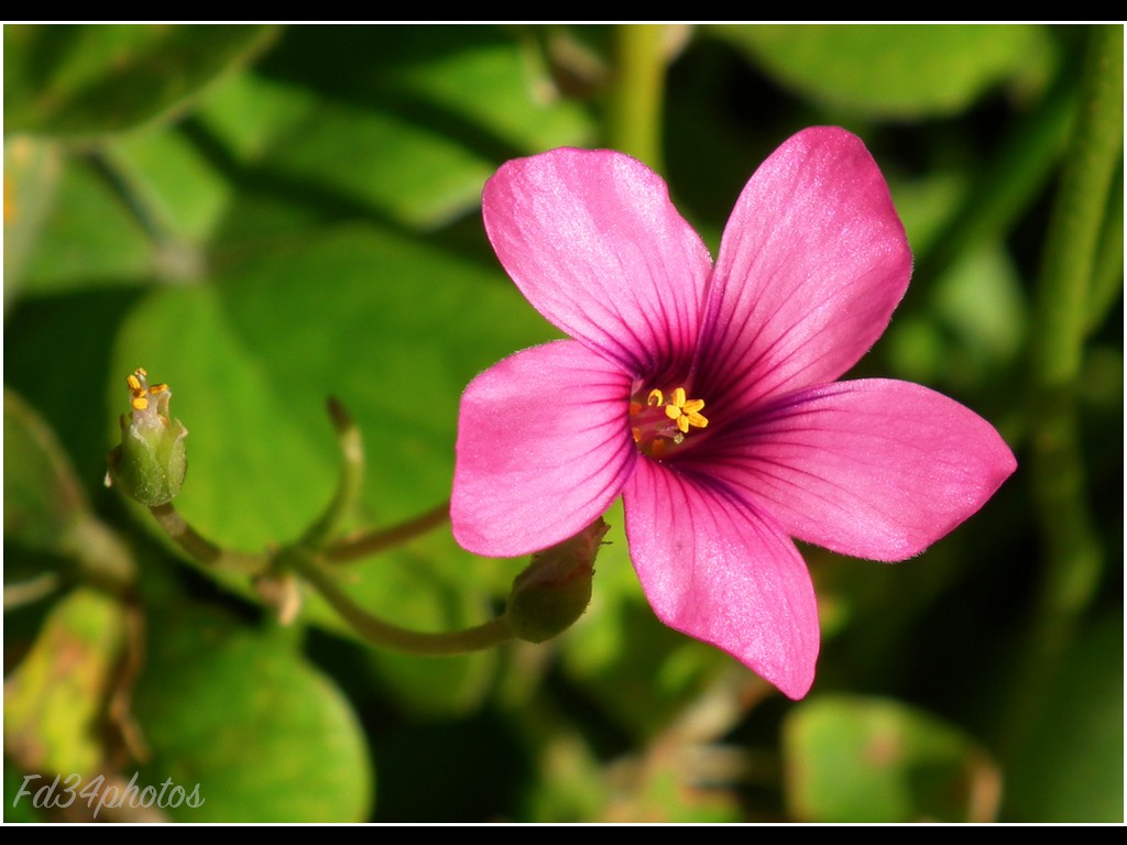 Wallpapers Nature Flowers Petite Fleur..