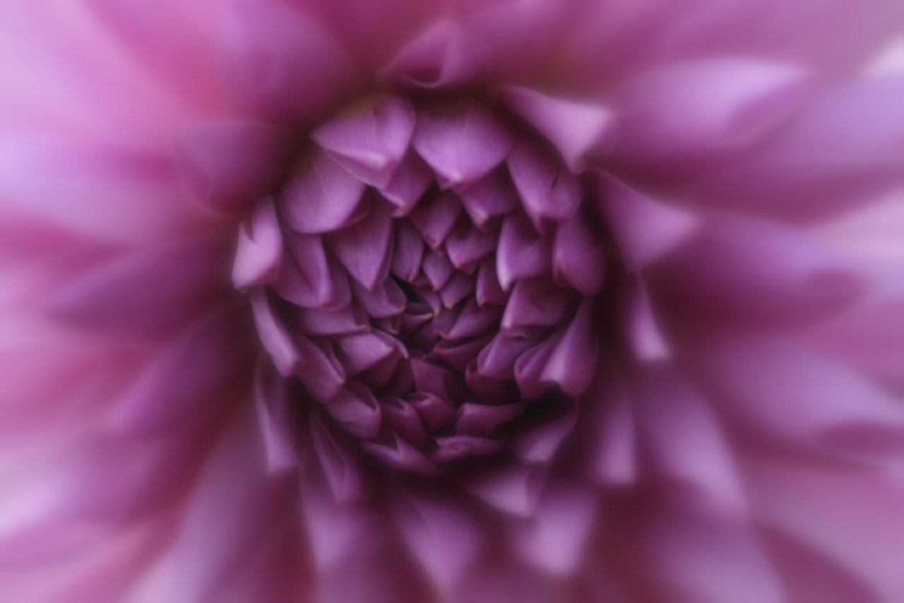 Wallpapers Nature Flowers Dahlia mauve