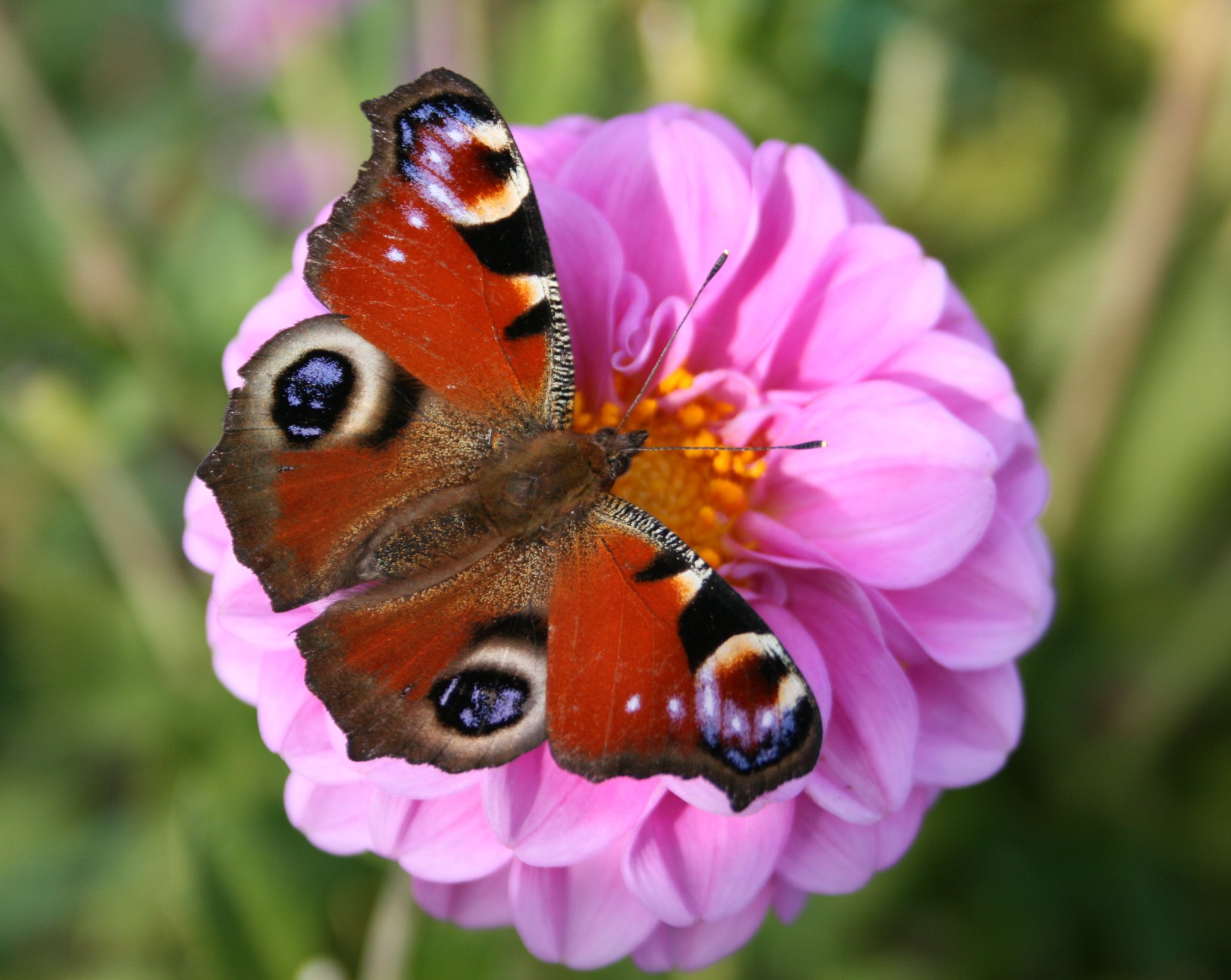 Fonds d'cran Animaux Insectes - Papillons Paon de jour