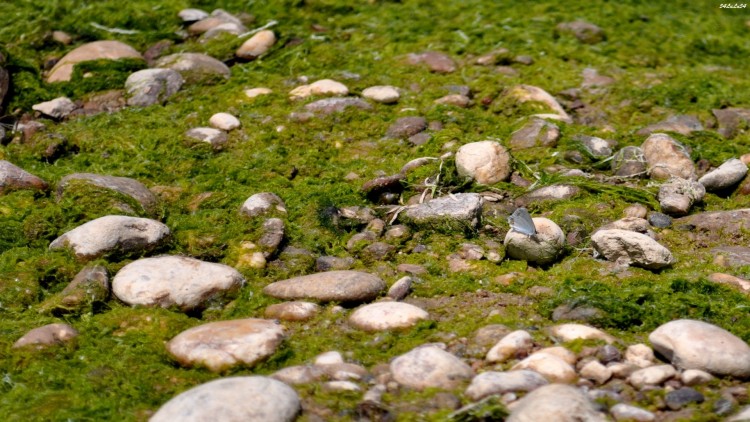 Fonds d'cran Nature Saisons - Et prire de ne pas perdre le papillon de vue ! ^^ ...