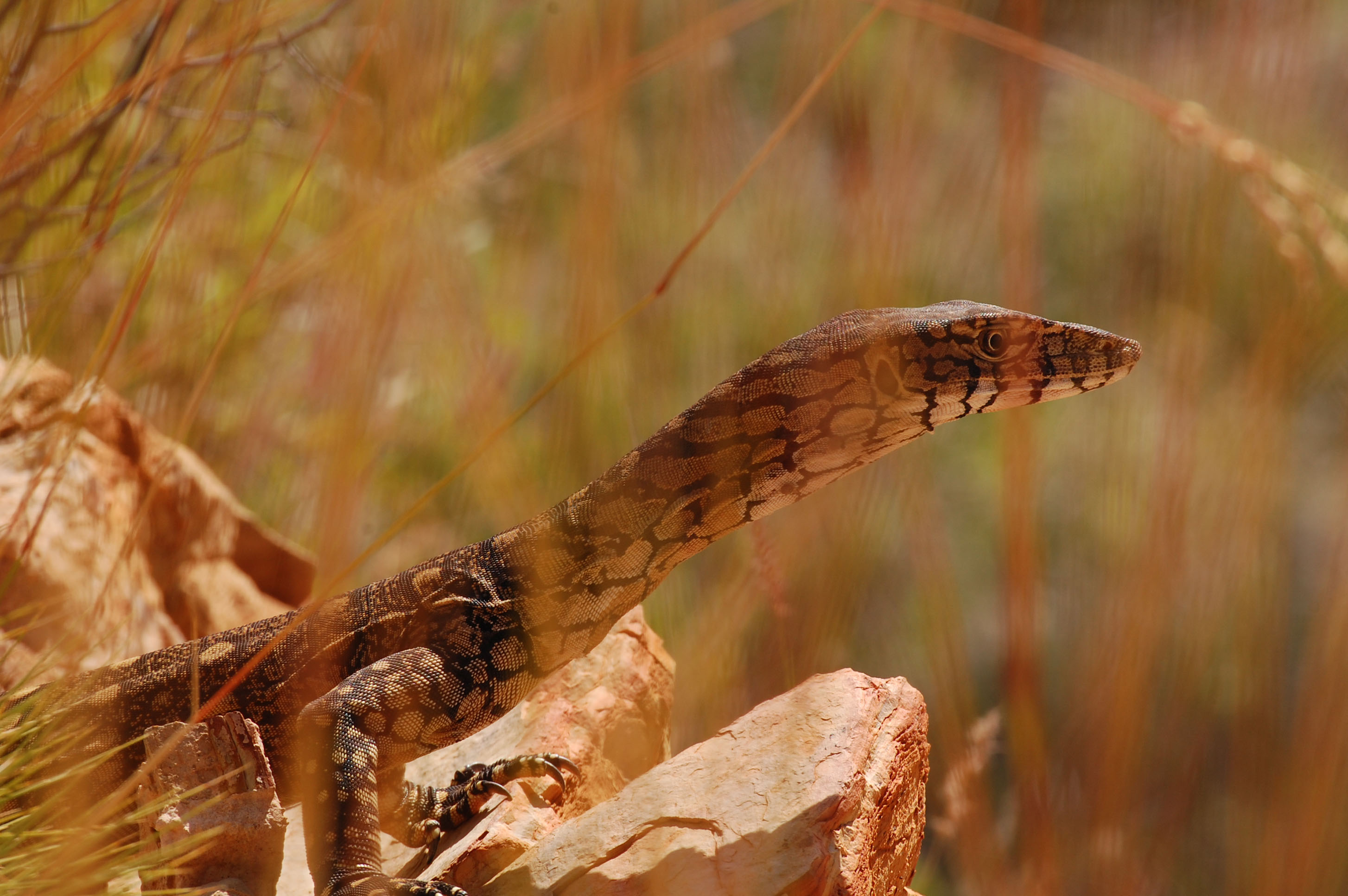 Wallpapers Animals Lizards - Iguanas 