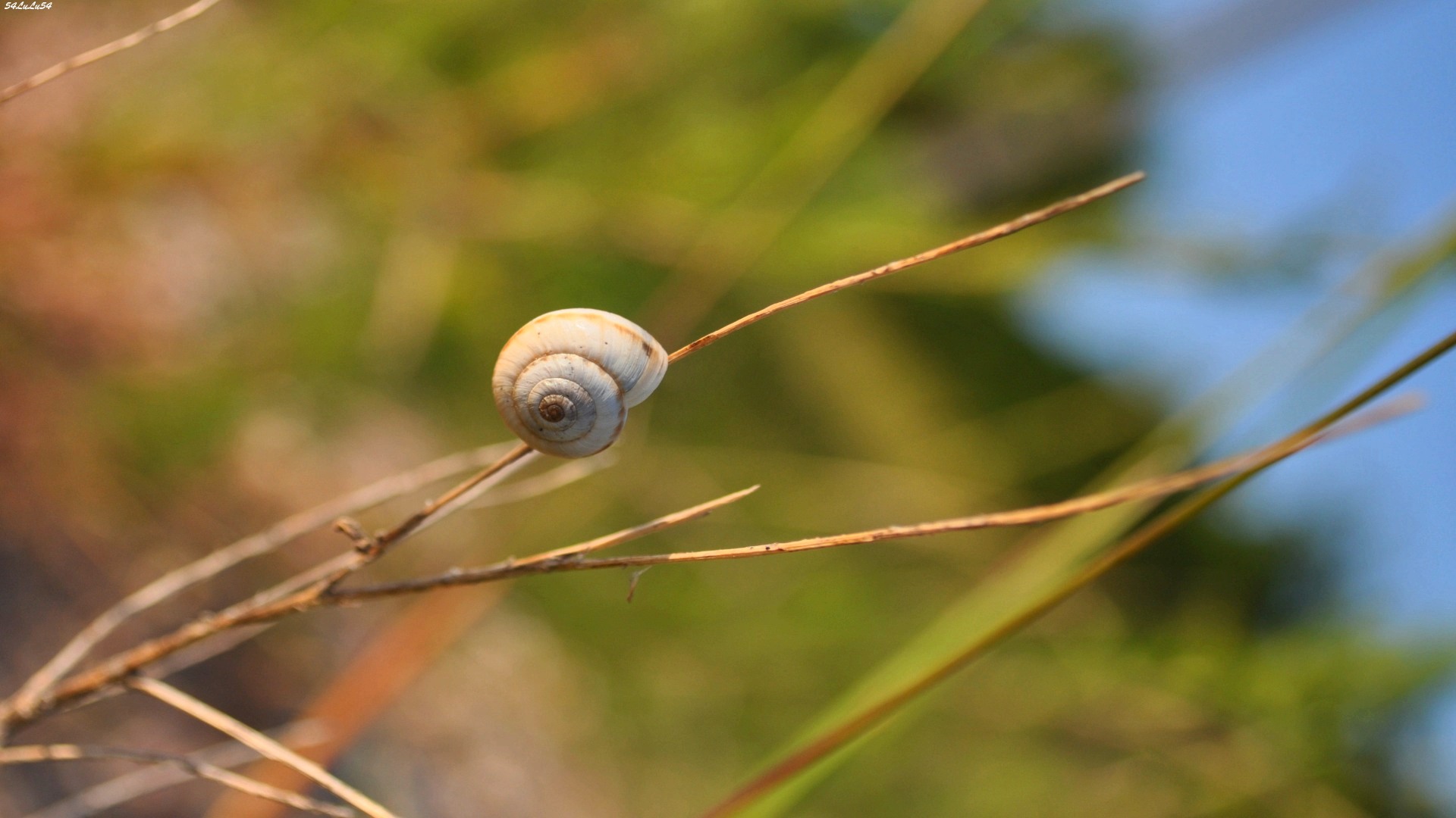 Fonds d'cran Animaux Escargots - Limaces APESANTEUR D\'UN ESCARGOT ^^ ...