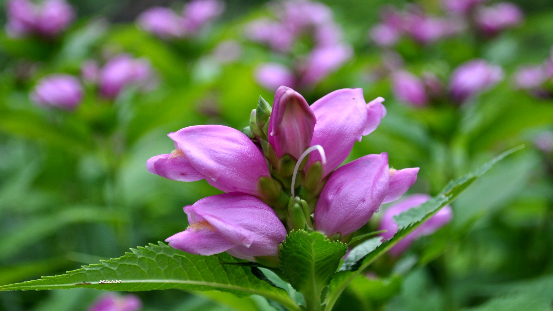 Fonds d'cran Nature Fleurs 