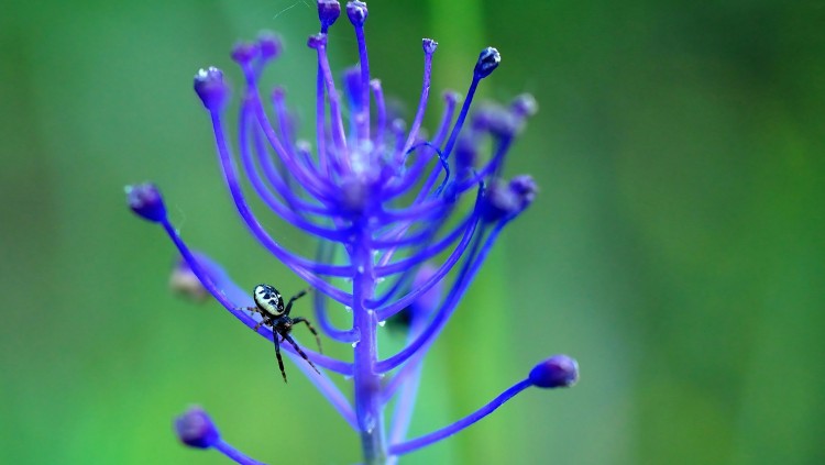 Wallpapers Animals Spiders Un joli bijou d'araigne