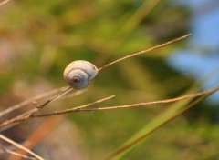 Fonds d'cran Animaux APESANTEUR D'UN ESCARGOT ^^ ...