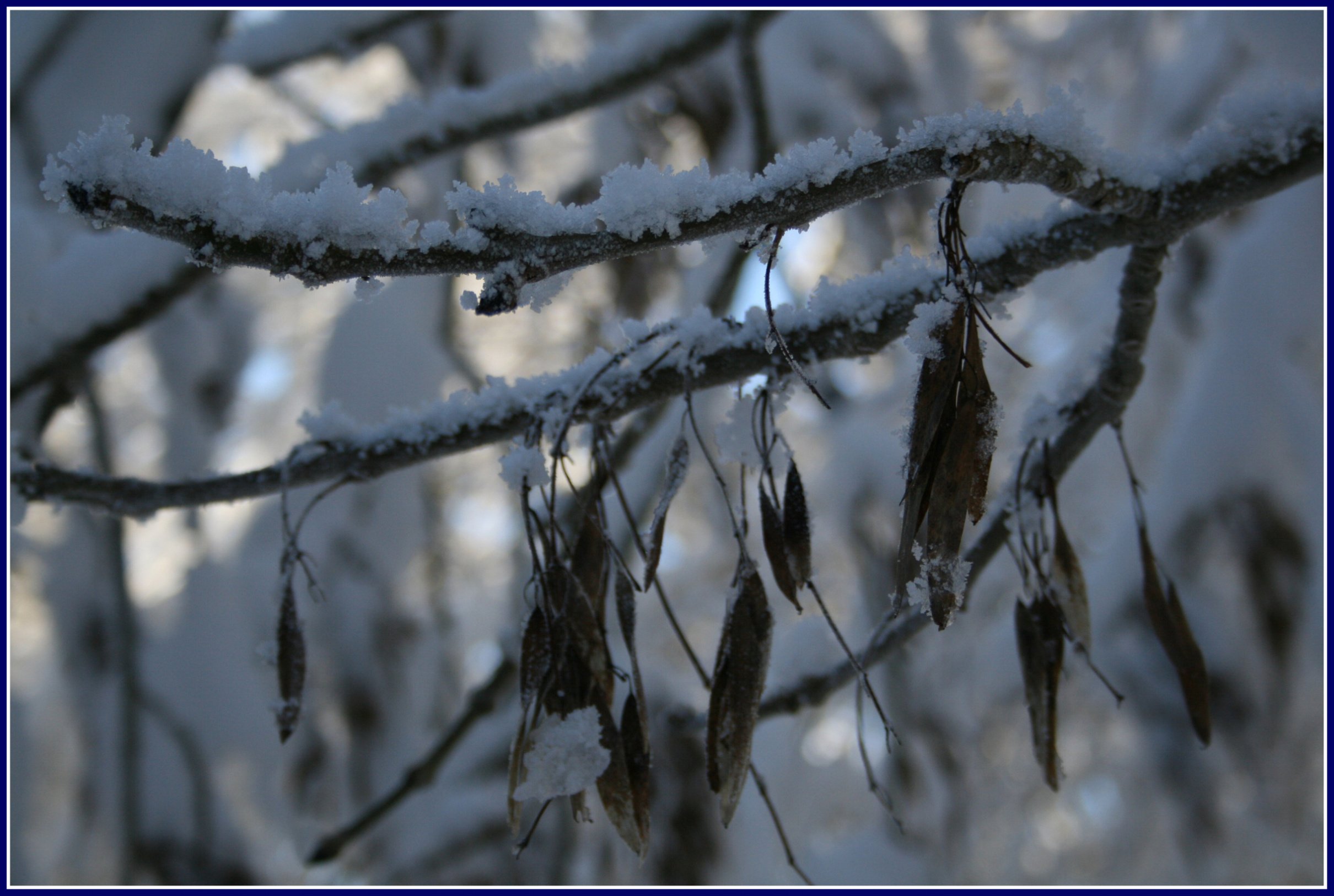 Wallpapers Nature Trees - Forests Branche givre