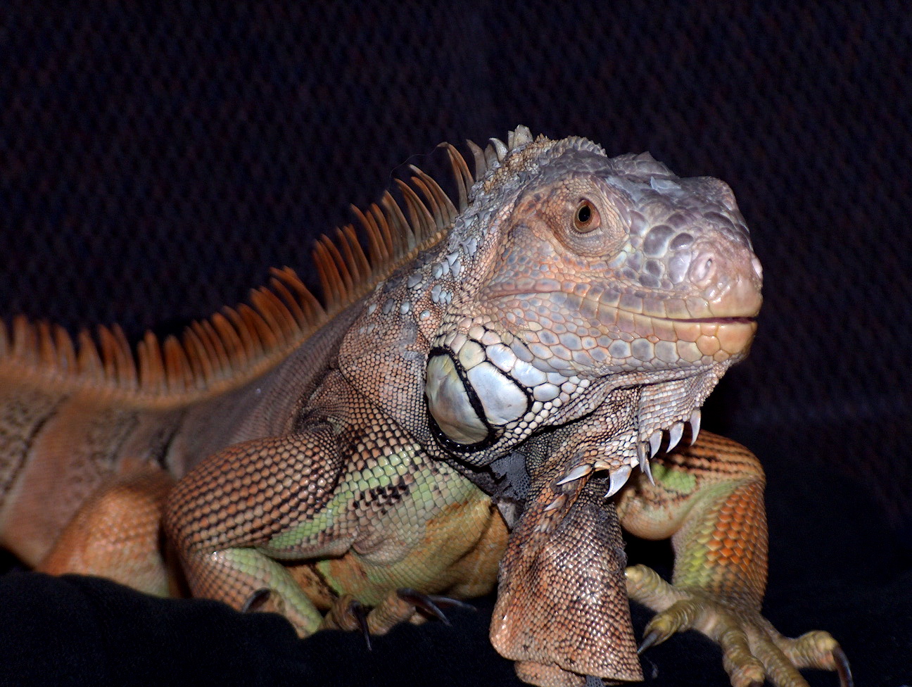 Wallpapers Animals Lizards - Iguanas Iguane mle