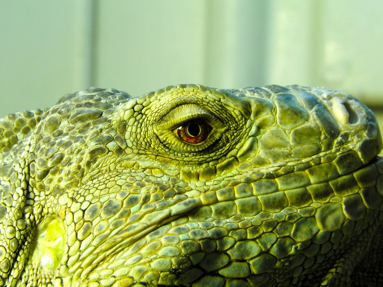 Fonds d'cran Animaux Iguanes Iguane mle