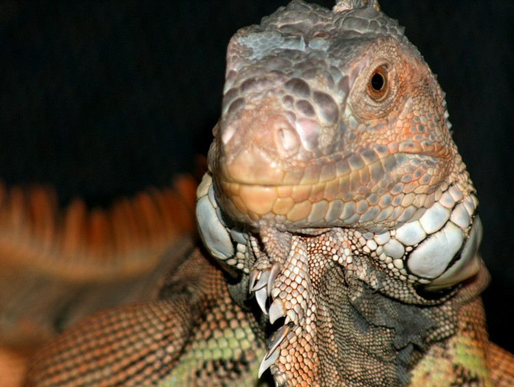 Fonds d'cran Animaux Lzards - Iguanes Iguane mle