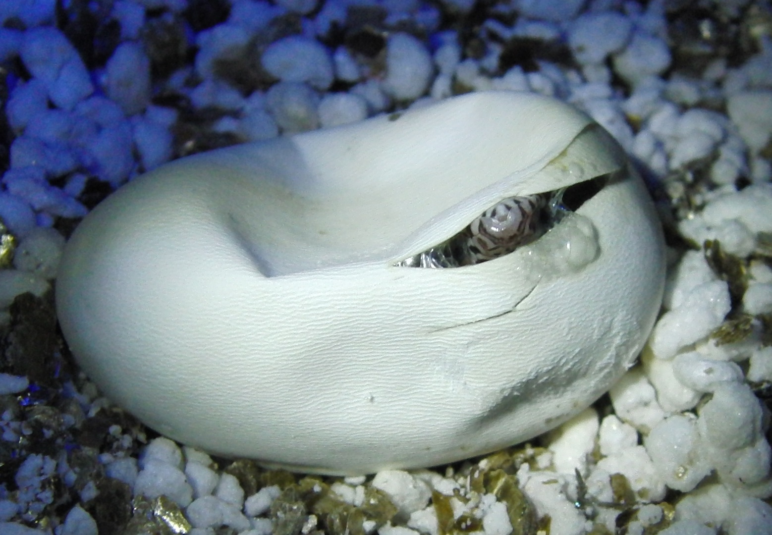 Fonds d'cran Animaux Serpents Naissance Gut