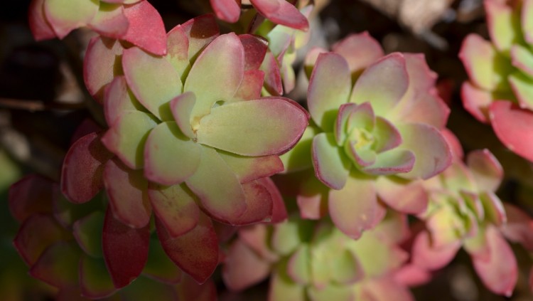 Fonds d'cran Nature Plantes - Arbustes harmonie en vert et rose...