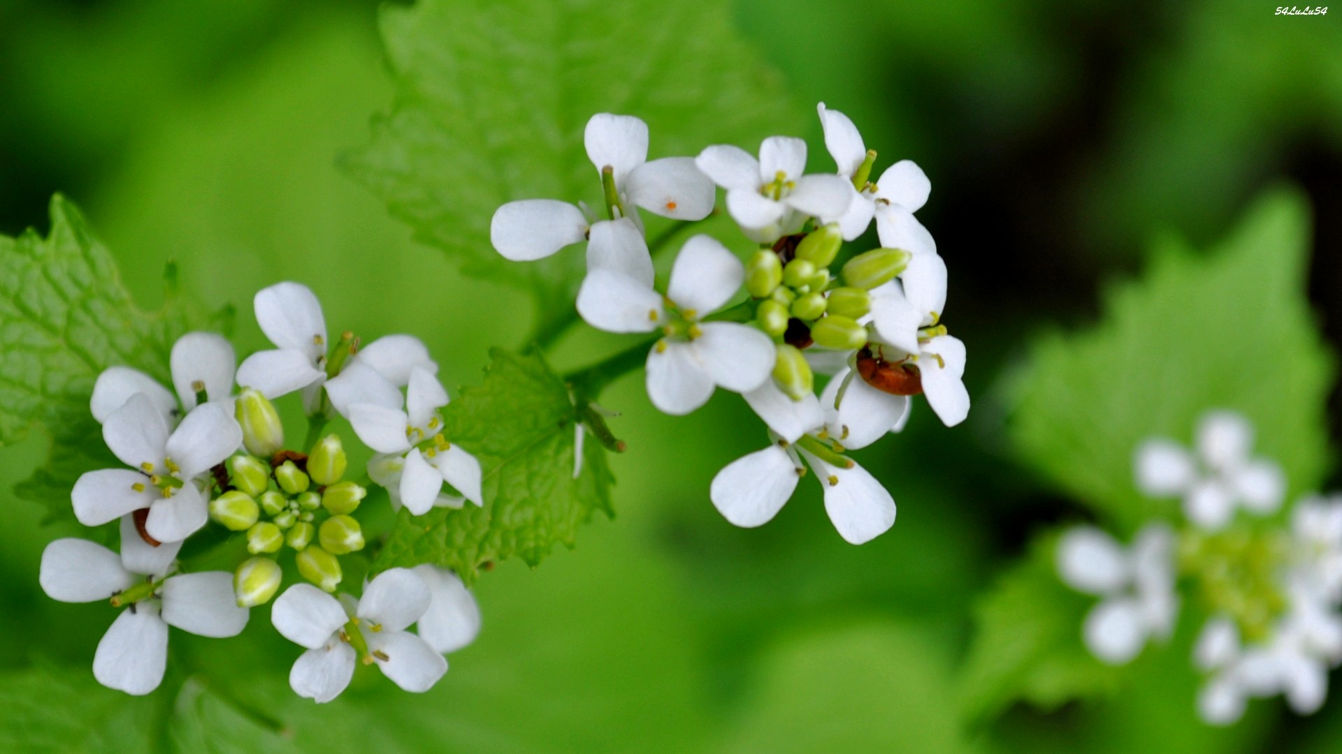 Fonds d'cran Nature Fleurs THE THE THE !!!!! FLOWERS !!! ^^