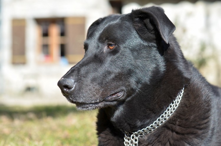 Fonds d'cran Animaux Chiens Bon chien Lucky