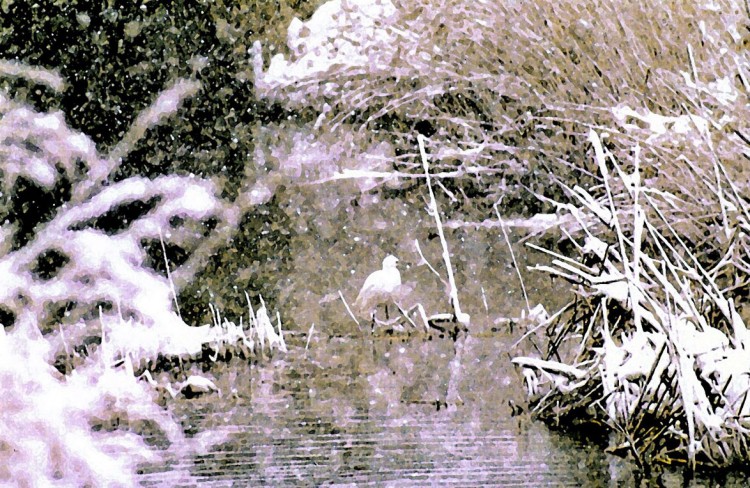 Fonds d'cran Animaux Oiseaux - Aigrettes oiseau sous la neige 2