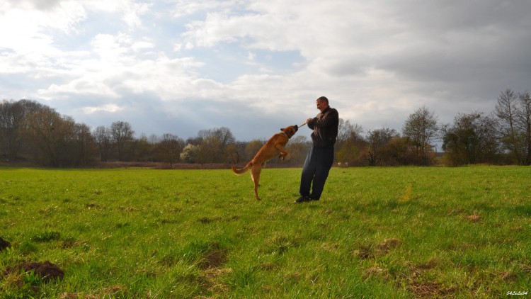 Fonds d'cran Animaux Chiens LE CHIEN VOLANT! ^^... dsl...