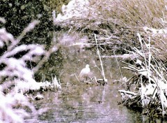 Fonds d'cran Animaux oiseau sous la neige 2