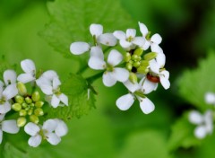 Fonds d'cran Nature THE THE THE !!!!! FLOWERS !!! ^^