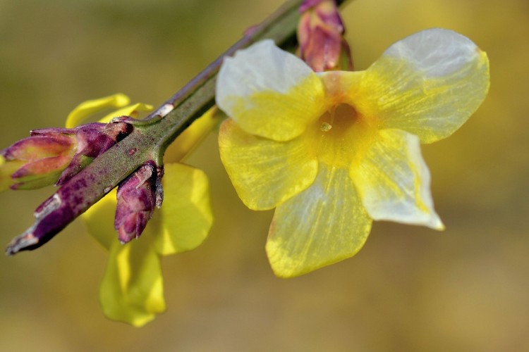 Fonds d'cran Nature Fleurs Le printemps en avance