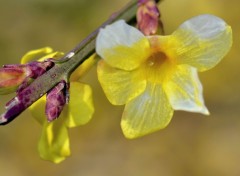 Fonds d'cran Nature Le printemps en avance