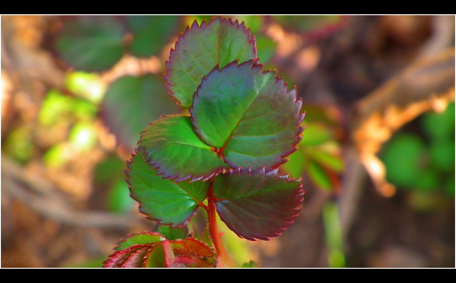 Wallpapers Nature Leaves - Foliage 