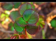 Fonds d'cran Nature Image sans titre N275442