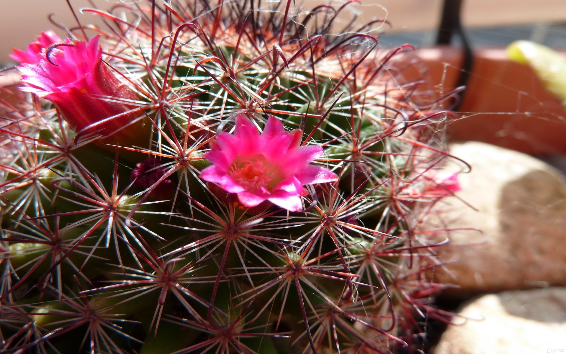 Fonds d'cran Nature Cactus Cactus