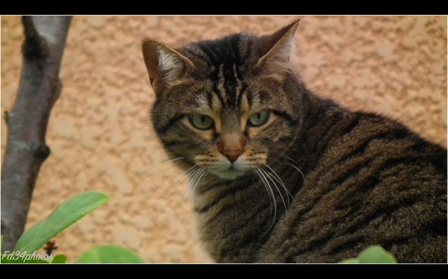 Fonds d'cran Animaux Chats - Chatons Chat perch...