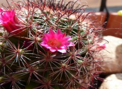 Fonds d'cran Nature Cactus