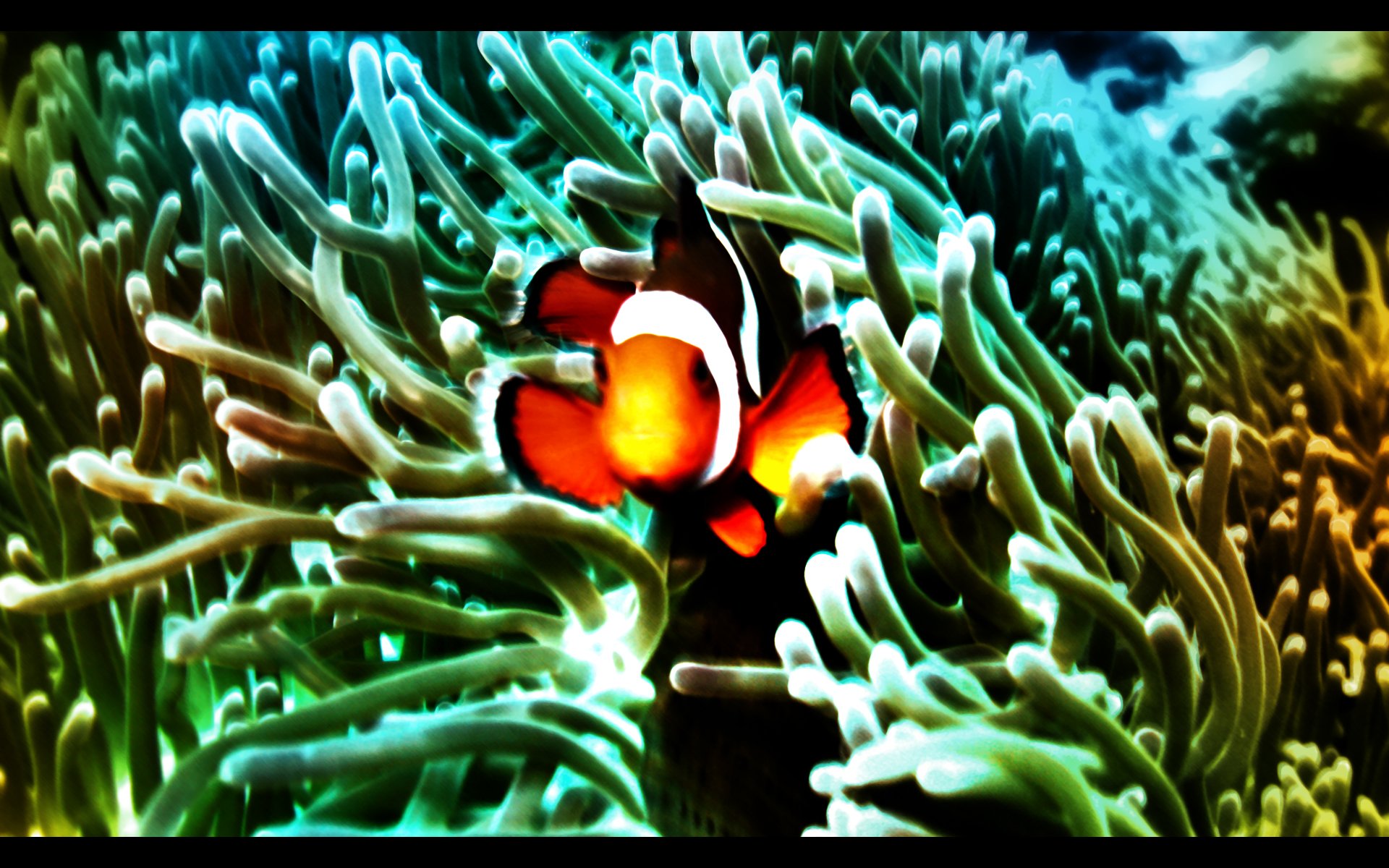 Wallpapers Animals Sealife - Fishes Lost Fish