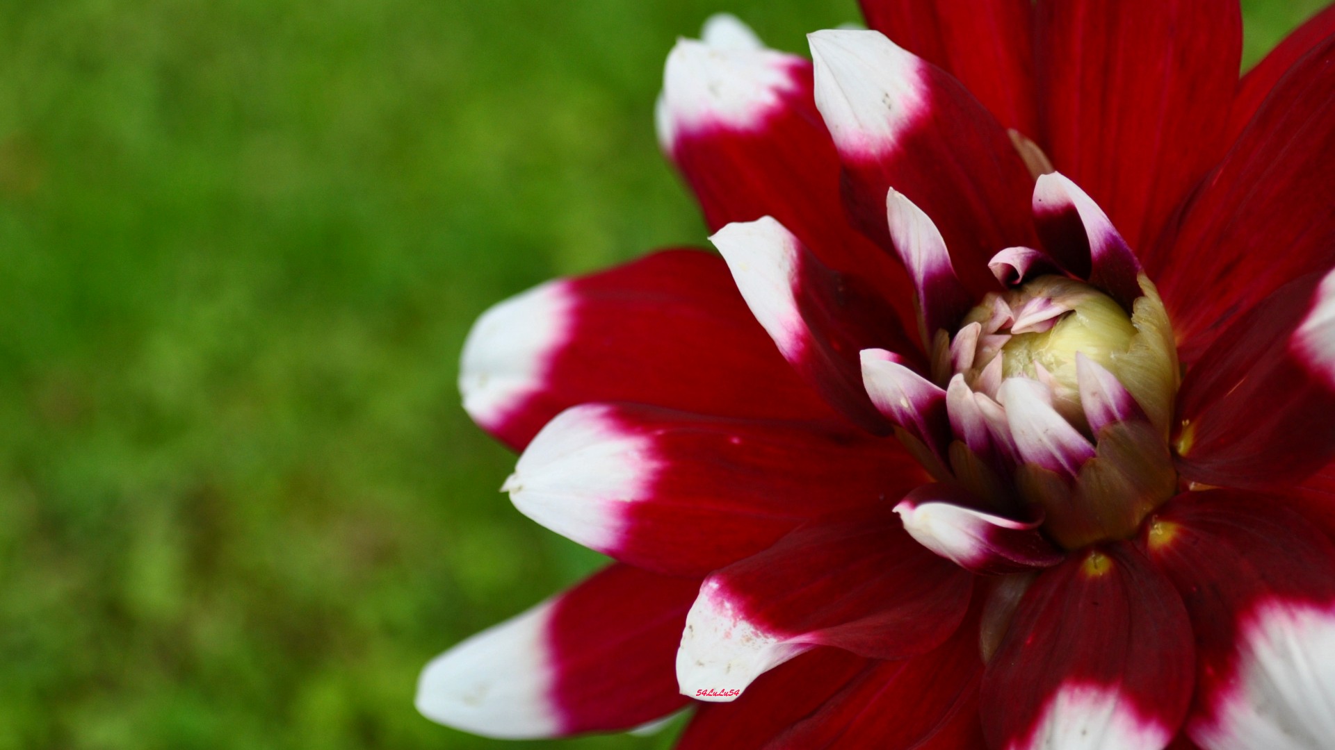 Fonds d'cran Nature Fleurs UNE PETITE FLEUR...